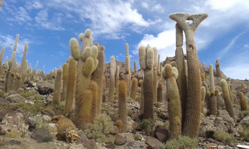 Cactus en Isla Incahuasi salar de Uyuni