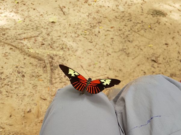Gigant and colorful butterfly