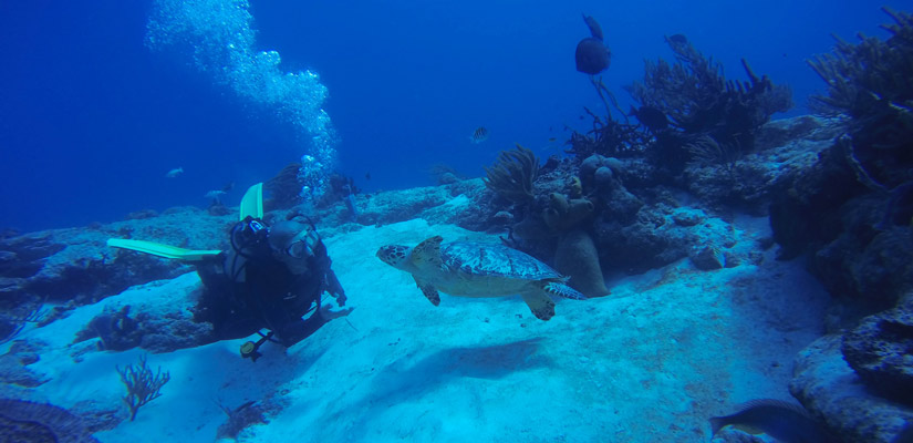 buceador con tortuga en arrecife cancun cozumel