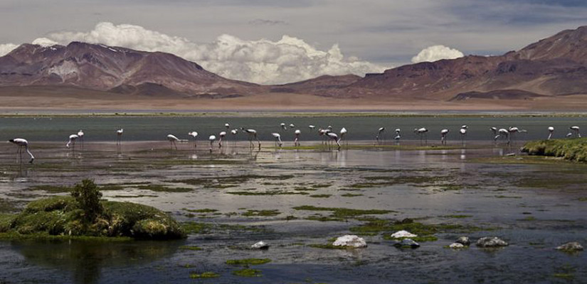 flamingos drinking water with mountains behind them
