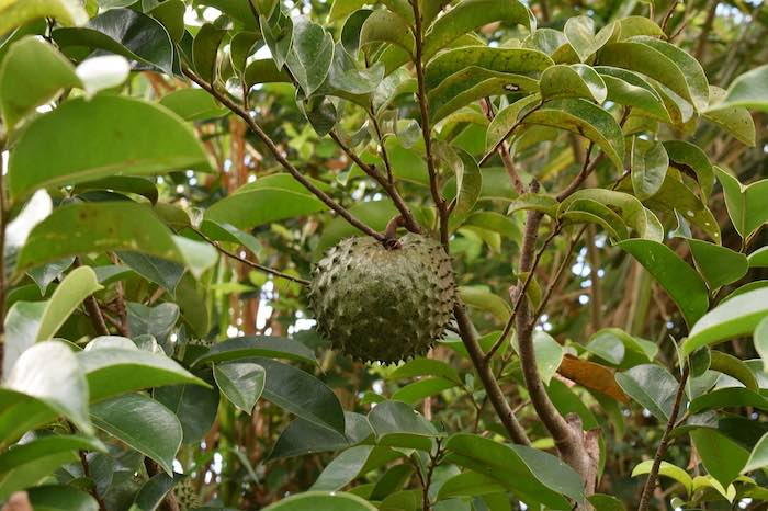 Guanabana colgada en un árbol