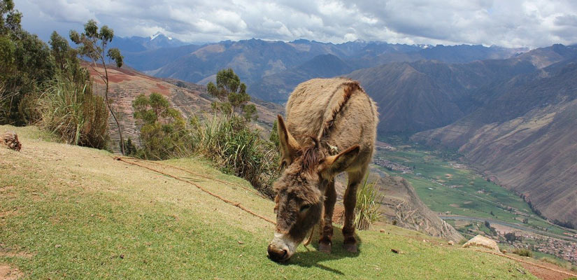 asno comiendo hierba en camino del inca