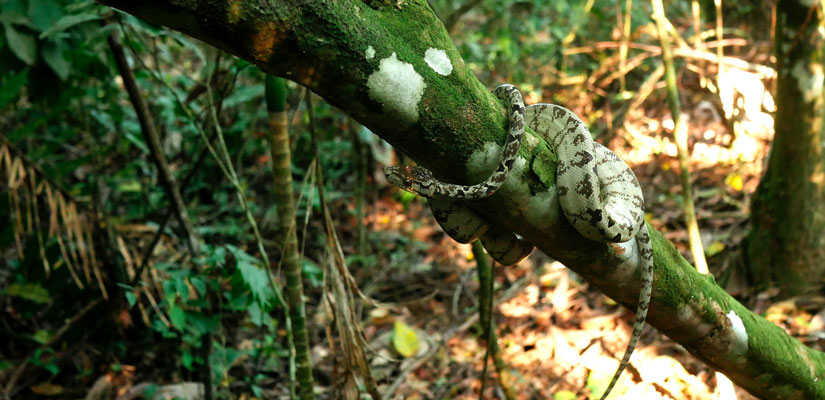 snake on a tree in manu cusco