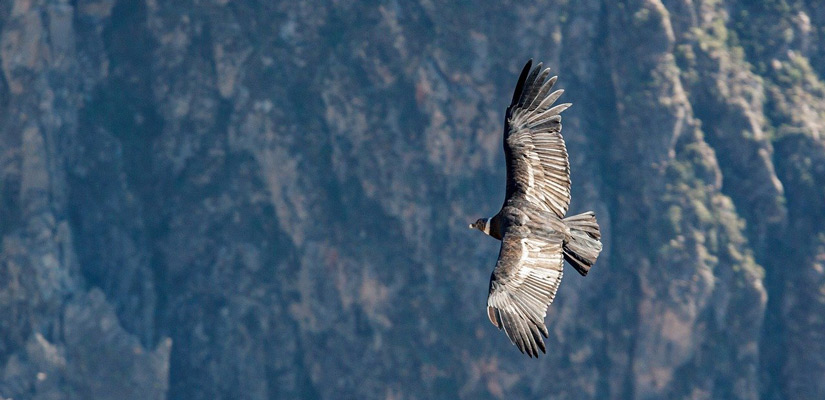 andean colca condor flying with open wings