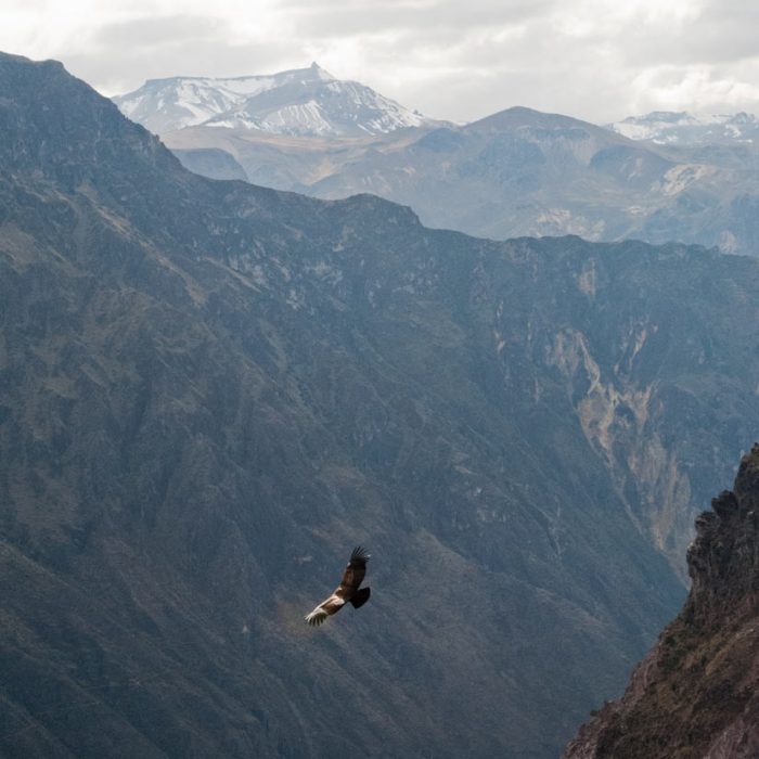 andean condor flying along the colca canyon
