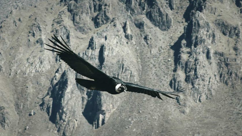 andean condor flying in colca canyon
