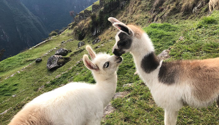 two llamas in machu picchu