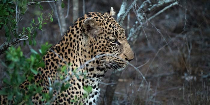 amazon jaguar