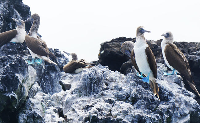 blue-footed gaviots in galapagos islands