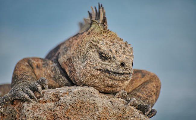 iguana sleeping in Galapagos island