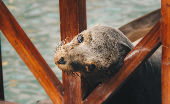 sea lion in galapagos island