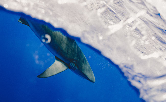 tiburon de las islas galápagos