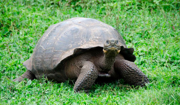 tortuga gigante de las islas galápagos