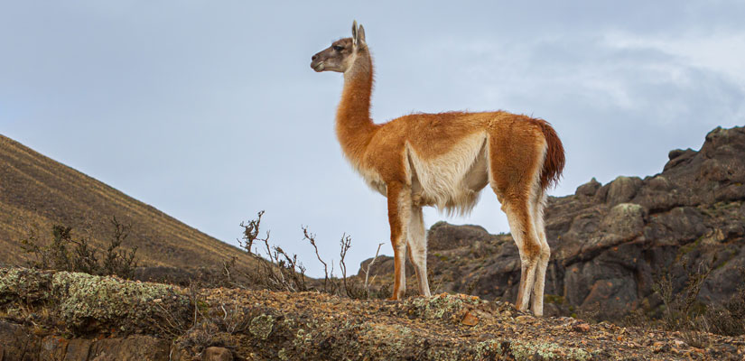 Animal en Torres del Paine