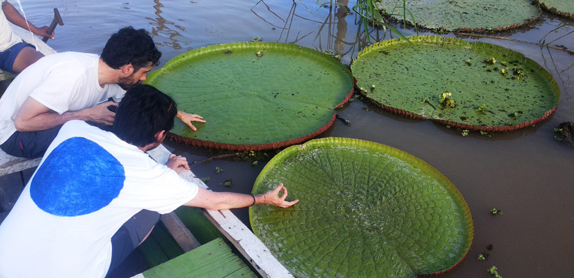 people touching giant water lilies