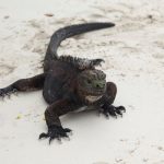 iguana de galapagos