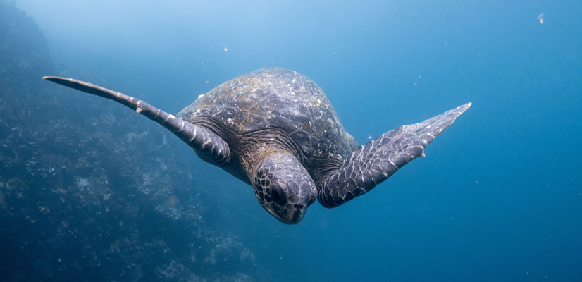 turtle swimming in galapagos