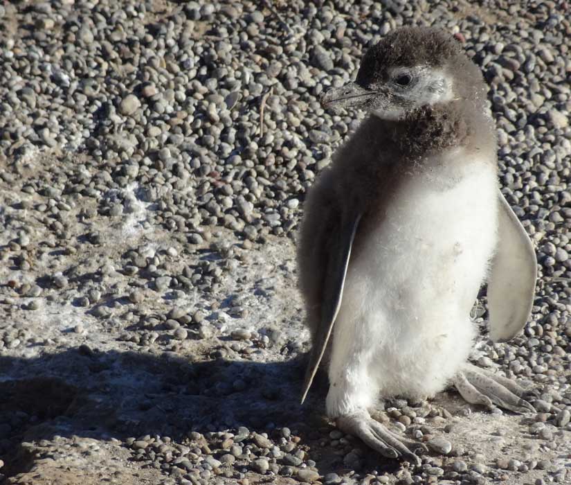 baby penguin in puerto madryn to see in argentina