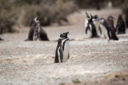 grupo de pinguinos de magallanes en puerto madryn