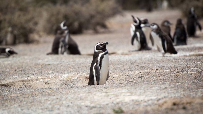 magellanic penguin group in puerto madryn