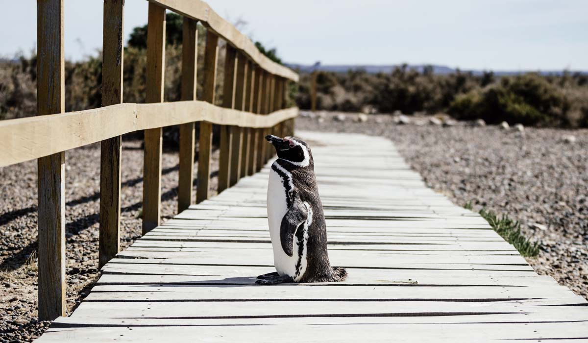 penguin on punta tombo's wooden walkway perfect to see penguins in argentina