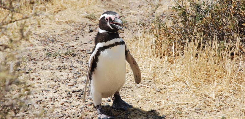 pinguino de magallanes caminando en punta tombo