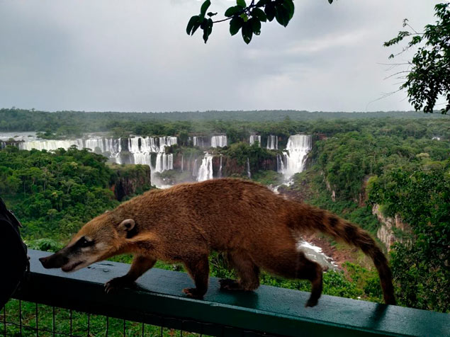 coati on the trails of Iguazu