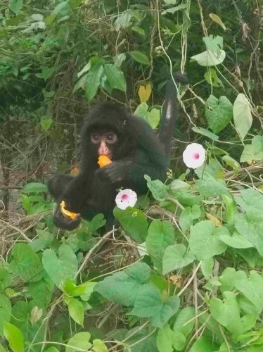 Pequeño mono escondido comiendo fruta en las plantas.