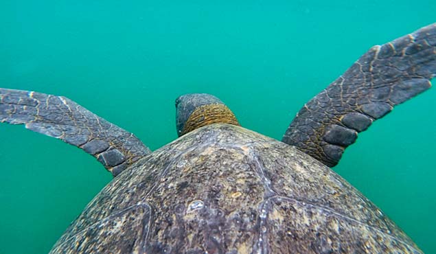 tortuga marina ecuador