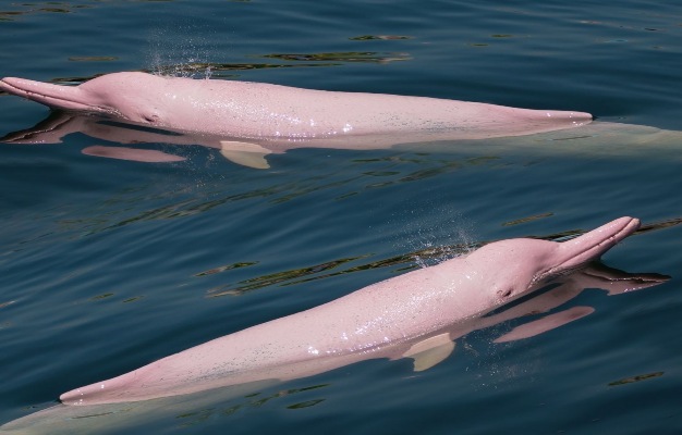 delfines rosados en el amazonas