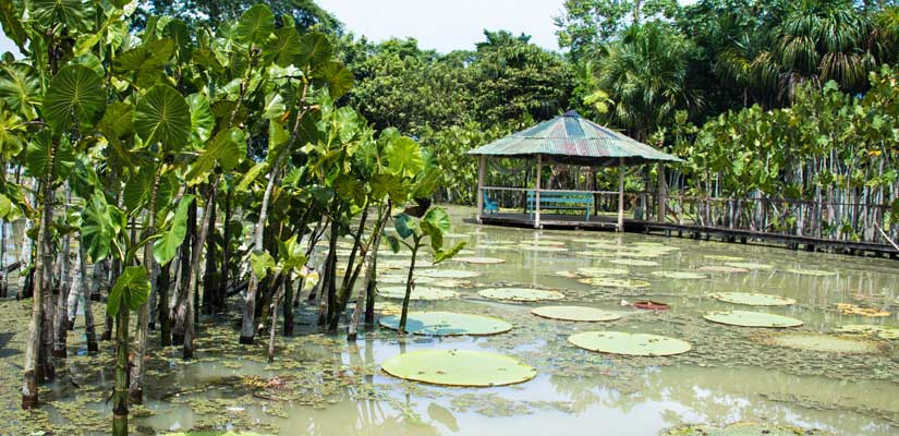 cabaña rodeada de agua en iquitos