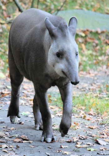 tapir in the amazon