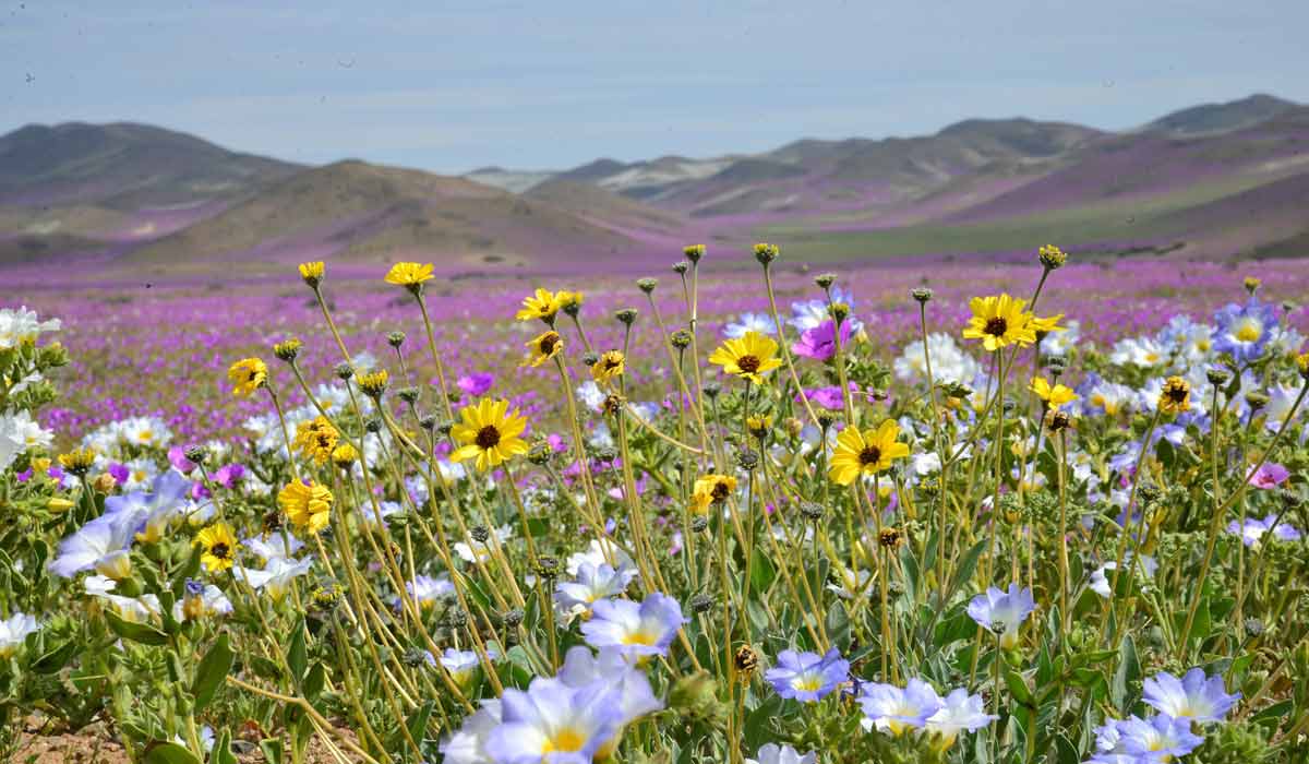 <b>Do you know about the Atacama Desert bloom? We tell you where and when to see it</b>