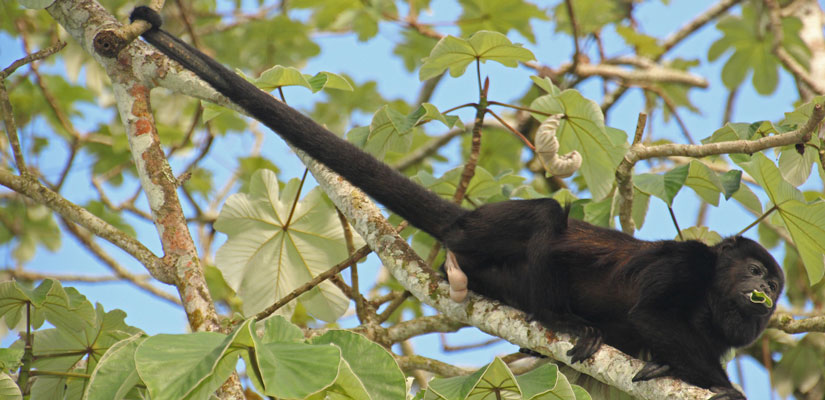 howler monkey in tree sian ka'an