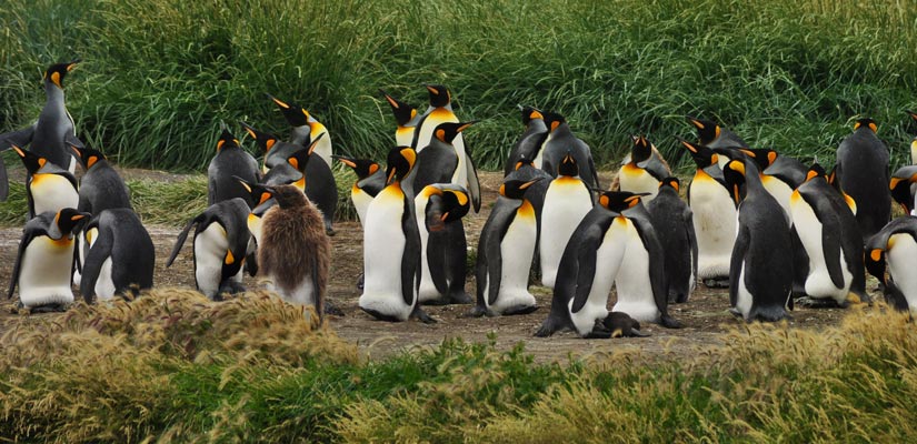 penguin group ushuaia