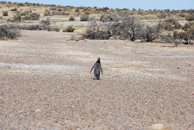 pingüino puerto madryn Patagonia argentina