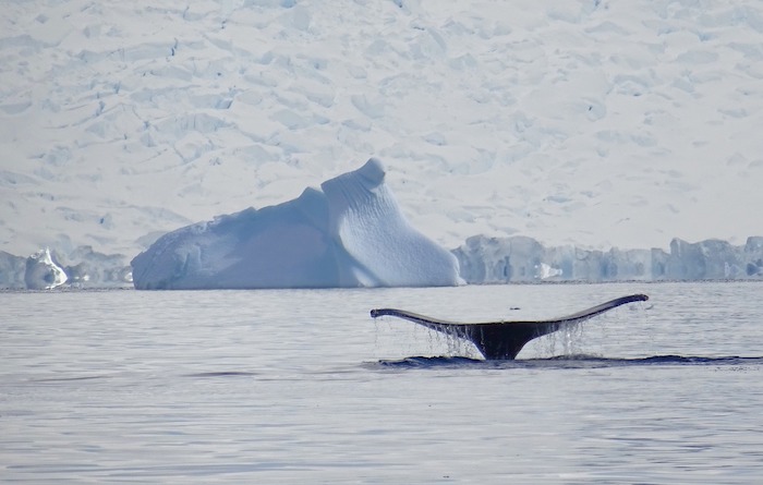 Cola de una ballena jorobada en la Antártida Argentina
