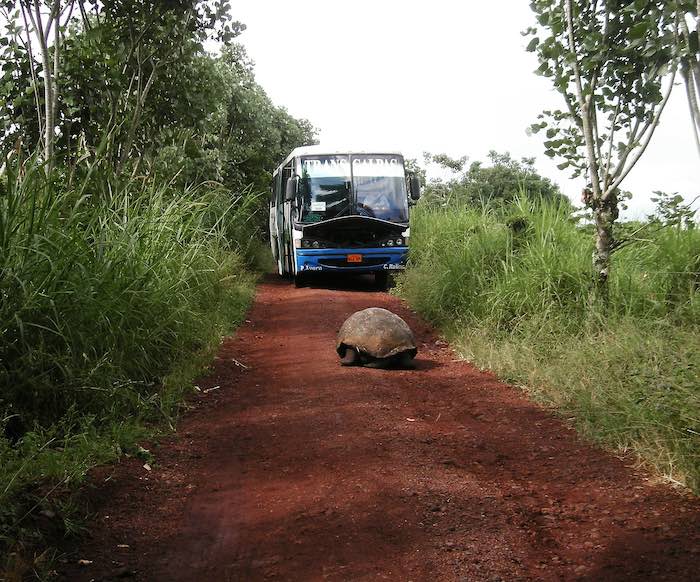 Bus on dirt road in front of turtle