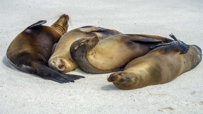 seals: things to do in Galapagos Islands