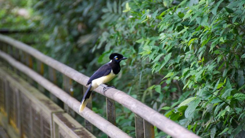pájaro en los senderos de Iguazú