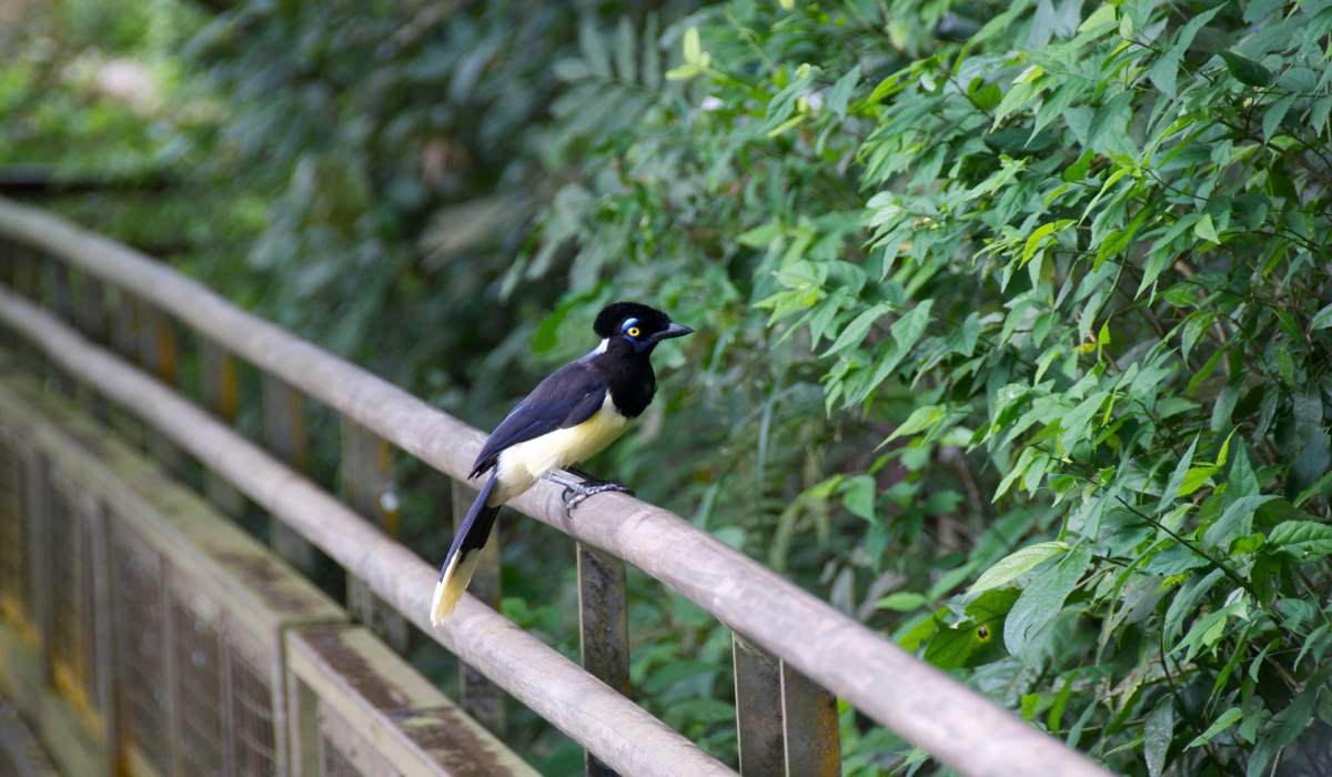 bird in the Iguazu falls trail