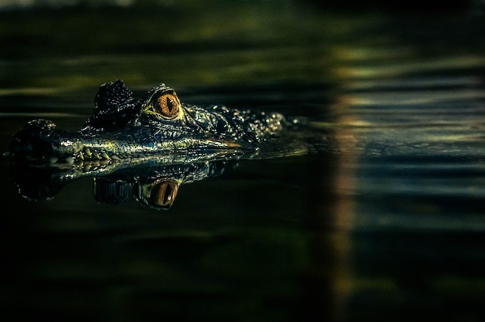 Head of an black caiman emerging from the water