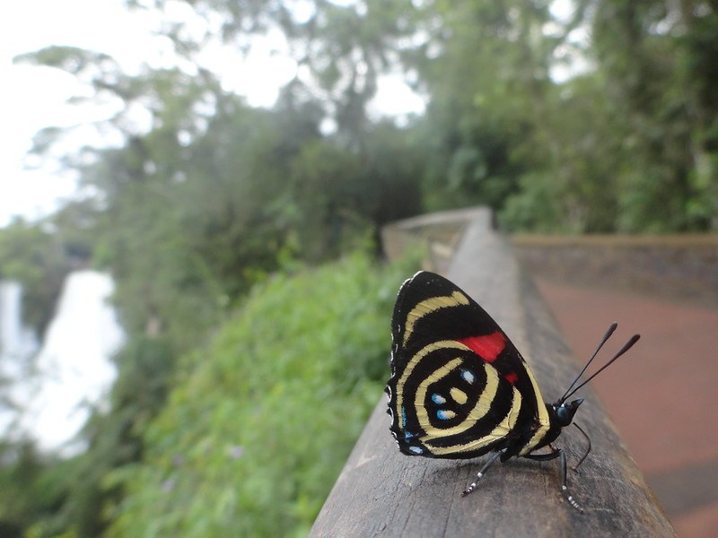 butterfly in the trails of Iguazu