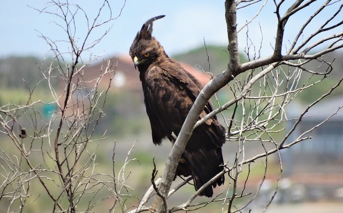 Crested eagle on tree branch