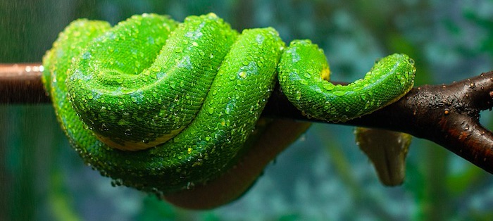 Emerald boa coiled on a tree branch