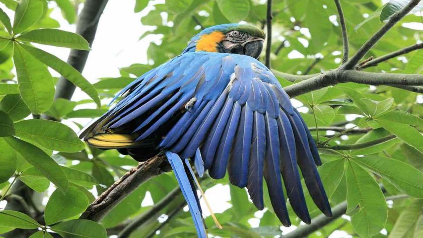 Macaw in the Amazon vegetation