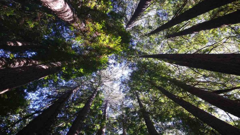 Bosque de secuoyas en California
