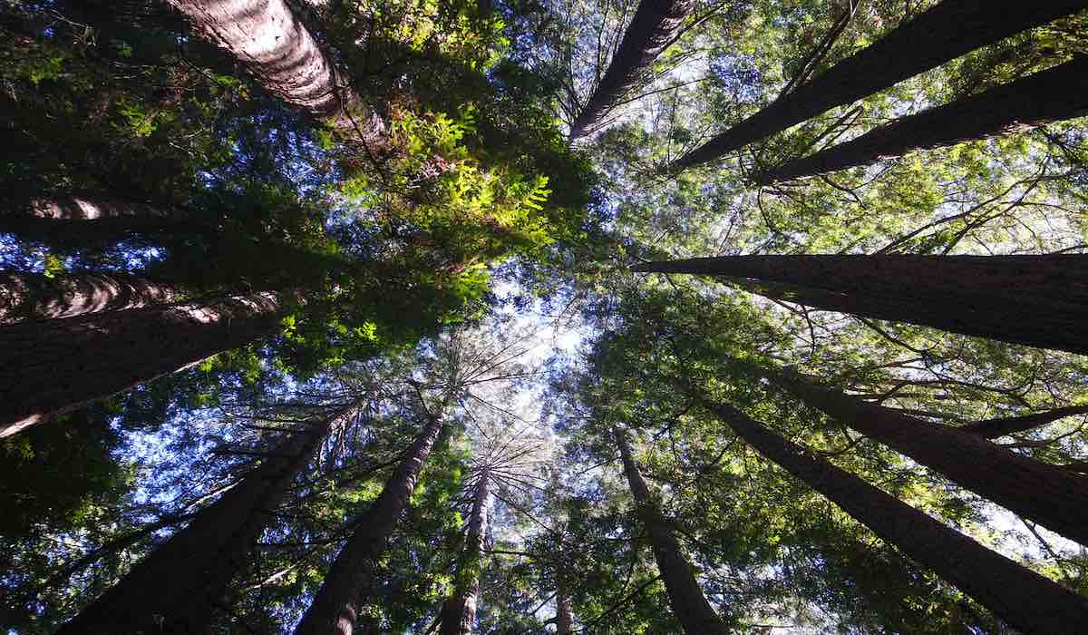 Bosque de secuoyas en California