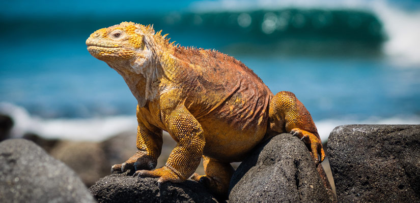 yellow iguana on a rock with the sea in the background