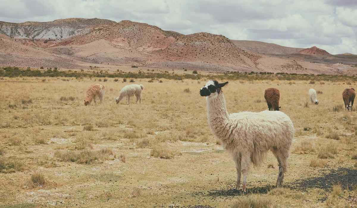 Alpacas in a field in South America